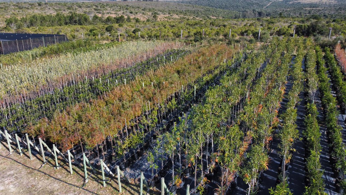 The green space across SADC is under pressure. Global economics are affecting everyone &amp; horticulture feels it first. We’re often the first to be cut. Green Funding is also focusing on greener areas of the continent, tough times but we’re still still growing. #Resilience