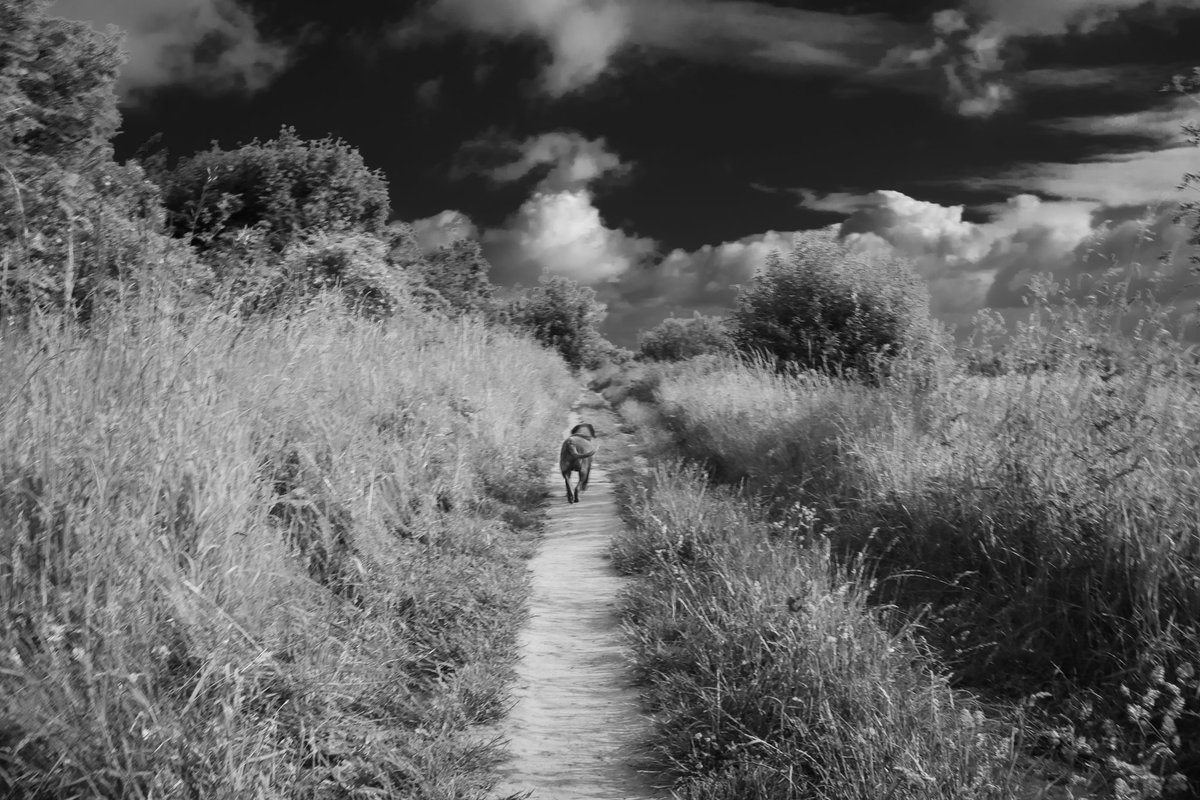 It's one of my favourite Bailey moments.
In my heart, this is him making his way to me after Jack had given him his instructions at the rainbow 🌈  bridge and sent him on his way to me.💔 😢 ❤️🐾#Baileydaily #Jackurday