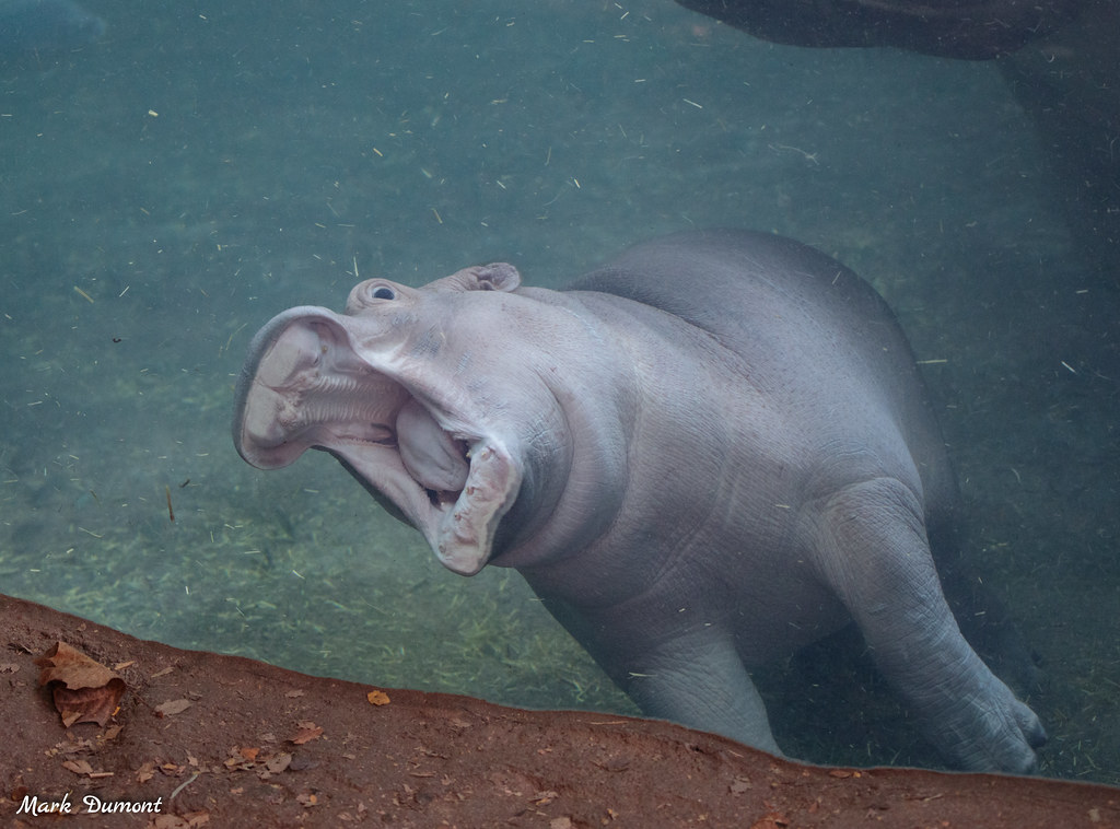 CincinnatiZoo's tweet photo. Happy 3rd Birthday to Fritz the hippo!!! https://t.co/WXLOm3UJcs