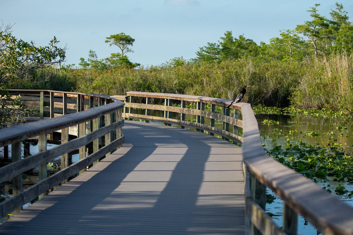 🌿🛶 Celebrate Fee Free Day at Everglades National Park! Enjoy birdwatching or kayaking tomorrow! #EvergladesNationalPark #ExploreEverglades #FeeFreeDay #LoveYourPark