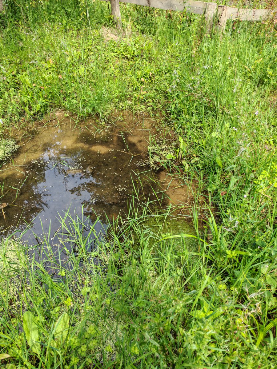 Pond created last winter at inner-urban Buckland Hill Nature Reserve. It is already home for stoneworts, newts and a community of pioneer aquatic invertebrates. The pond was not planted or stocked, and though shallow retained water through the dry months of spring &amp; early summer.