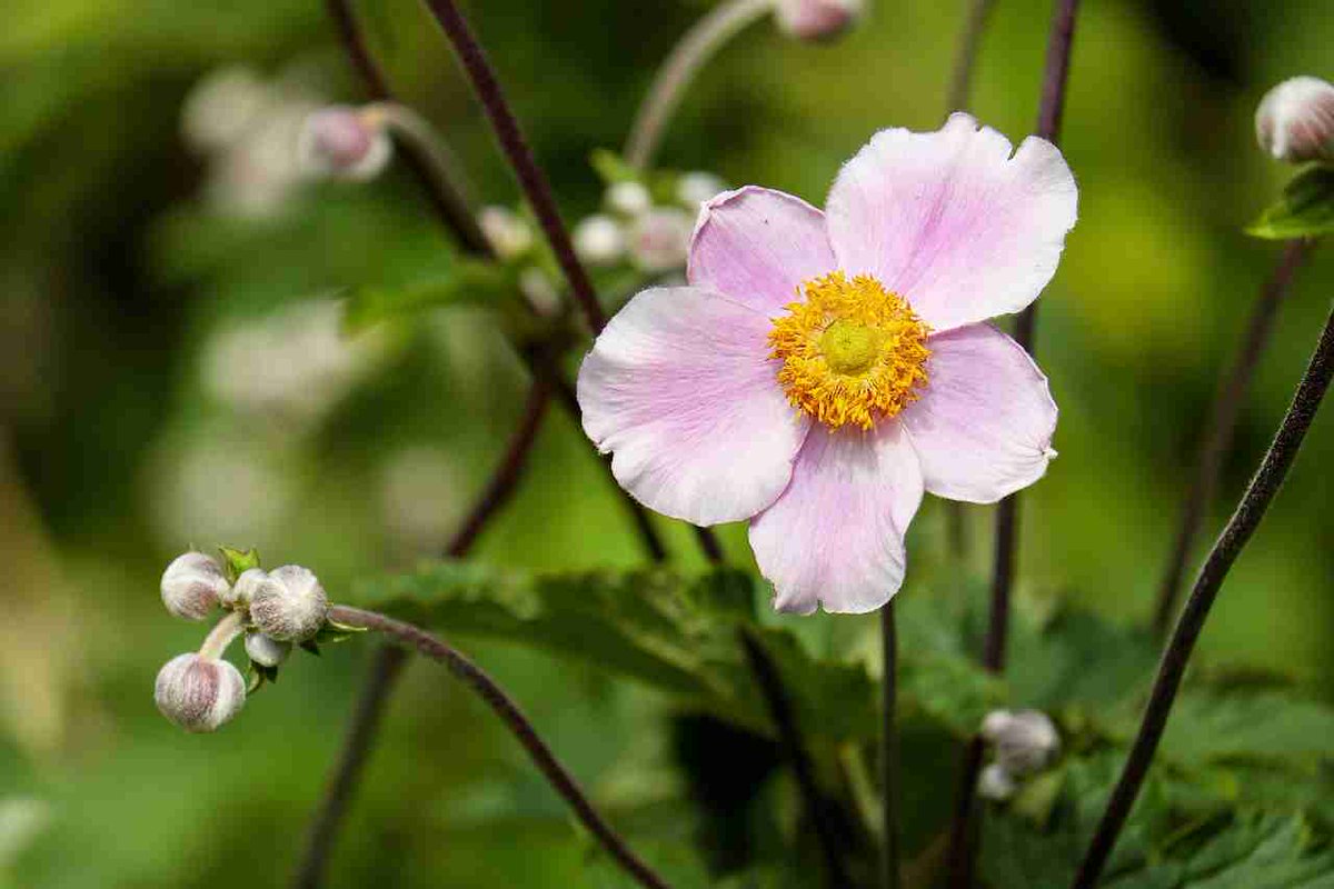 Sapica (@sapica9) on Twitter photo 