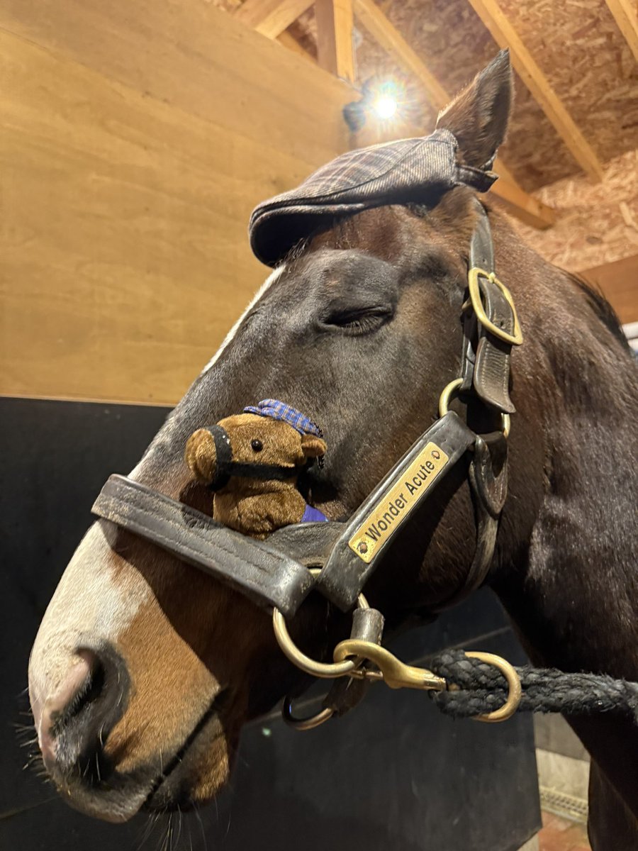 タニノギムレット 実寸頭絡キーホルダー Yogiboヴェルサイユリゾート