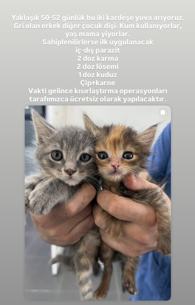 Aslı (@athenenoctua_ad) on Twitter photo Bu iki kardeşe yuva arıyoruz 🌸 ilk aşılama programı, kısırlaştırma operasyonları, çip+karne uygulamasını biz yapacağız. Beraber bir eve gitseler şahane olur❤️
İstanbul/Büyükçekmece
<a href="/omer_art4/">Ömer</a> <a href="/bebopingu/">Pingu ve Bebo</a> <a href="/sevimlicerry/">Cerry</a> <a href="/kedilikler/">Kedilikler</a> <a href="/ebrarinpatileri/">🪽</a> <a href="/cattingwoman/">animallover</a> <a href="/aylinvepatileri/">Aylin 🦋🪼🌍</a> Bu iki kardeşe yuva arıyoruz 🌸 ilk aşılama programı, kısırlaştırma operasyonları, çip+karne uygulamasını biz yapacağız. Beraber bir eve gitseler şahane olur❤️
İstanbul/Büyükçekmece
<a href="/omer_art4/">Ömer</a> <a href="/bebopingu/">Pingu ve Bebo</a> <a href="/sevimlicerry/">Cerry</a> <a href="/kedilikler/">Kedilikler</a> <a href="/ebrarinpatileri/">🪽</a> <a href="/cattingwoman/">animallover</a> <a href="/aylinvepatileri/">Aylin 🦋🪼🌍</a>