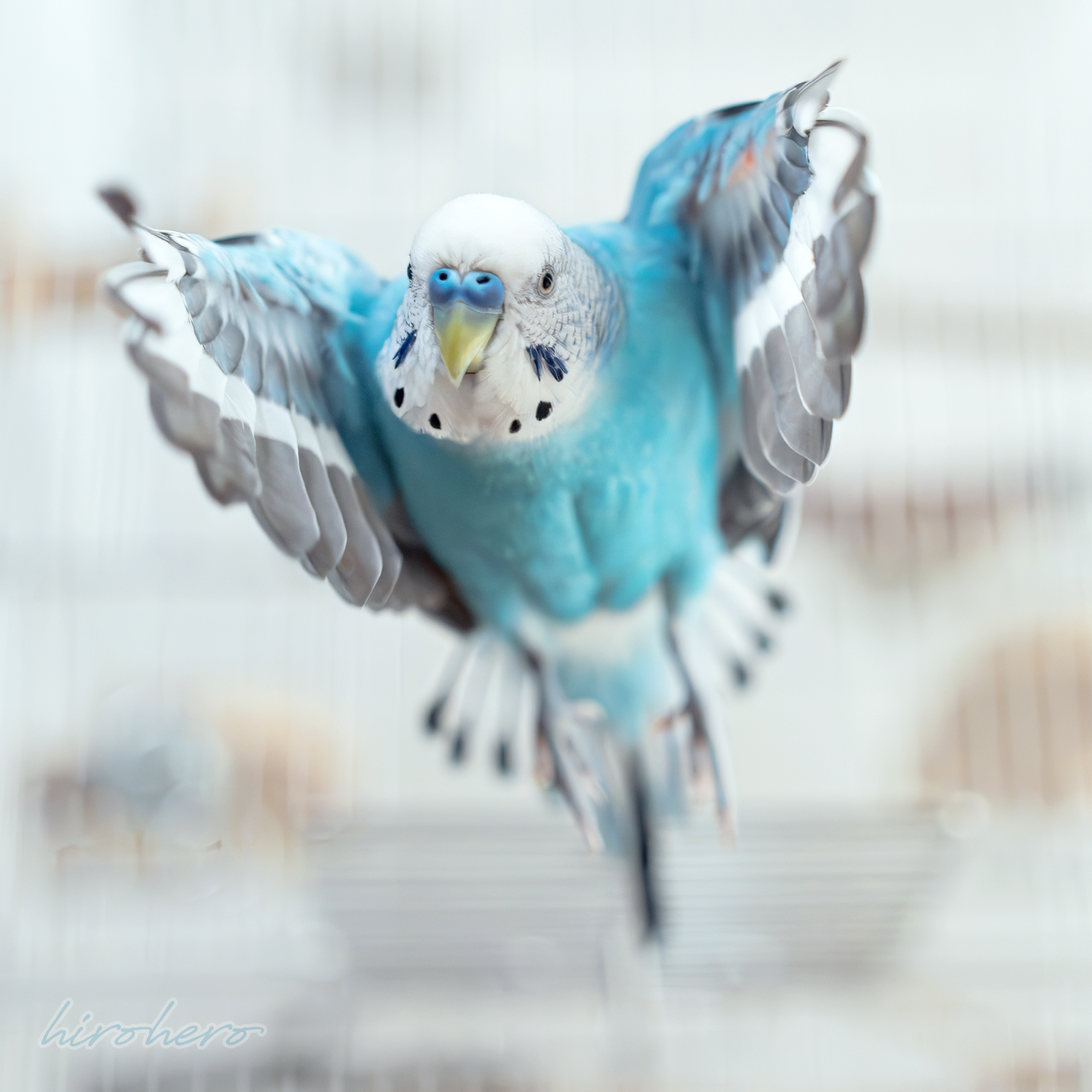 hiro アネモネ、信長、インコ hirohero on X: