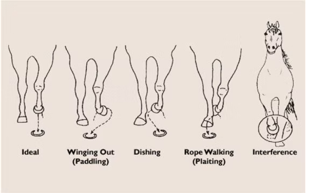 #ENTREHIPICOS Obviamente es una anormalidad biomecánica que pueden tener varias causas. Comunmente se ve en caballos con los cascos dirigidos hacia adentro (Foto1 fig C) y/o la rodilla fuera de su eje lineal en este caso hacia afuera (Foto2 bow leg), y el andar es llamado en