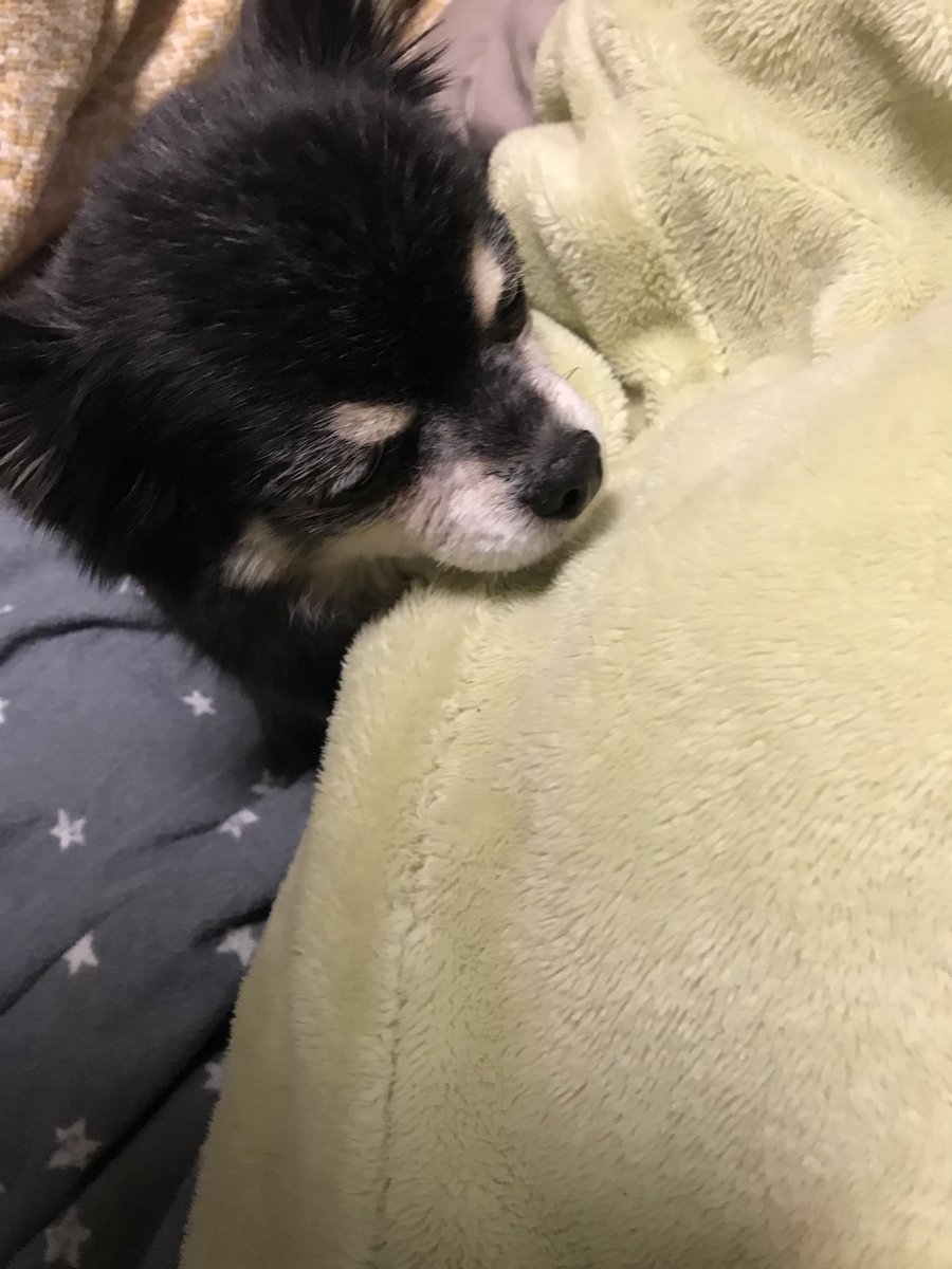 #川崎市　#宮前区　#犬蔵　#迷子犬　ベネを迷子にした事は自己責任です。不注意です。後悔しかありません。どうかご存知の方いらっしゃいましたらご連絡ご連絡下さい。お願い致します。　#多摩区　#高津区　#たまプラーザ　#東京　#拡散希望　#チワワ　#老犬　#クッシング