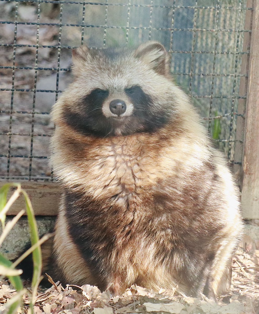 夏と冬のギャップすごい
#ホンドタヌキ #のんほいパーク #大五郎