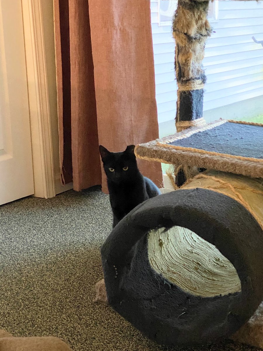 Rumor has it that somefur was in the big bed last night snoozing and playing with foot monsters. I have no idea who that could be. - Indy #CatsOfTwitter #SundayFunday