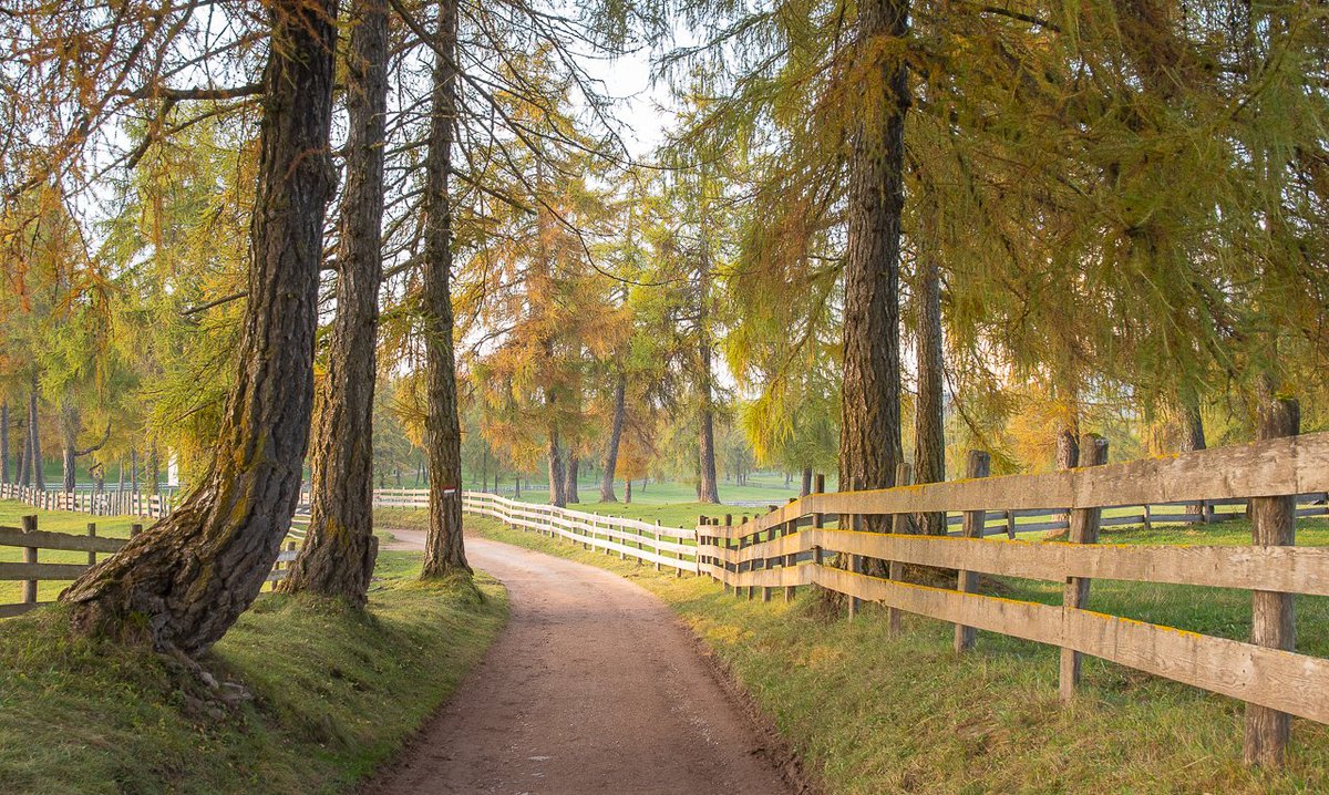 Autumnal larches in South Tyrol