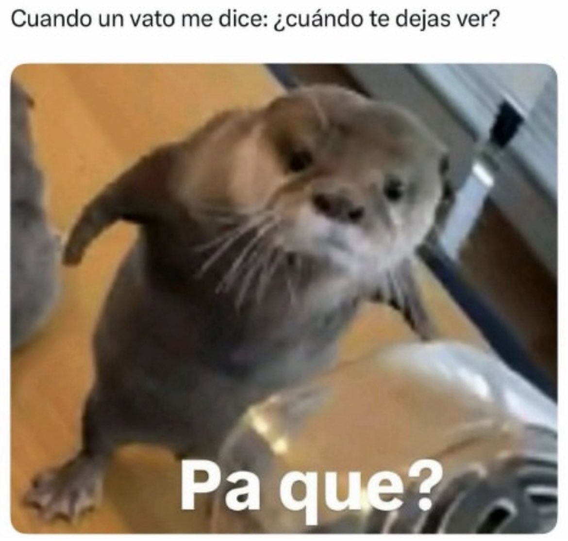Los vatos en este Congal antes llamado Twitter 😒