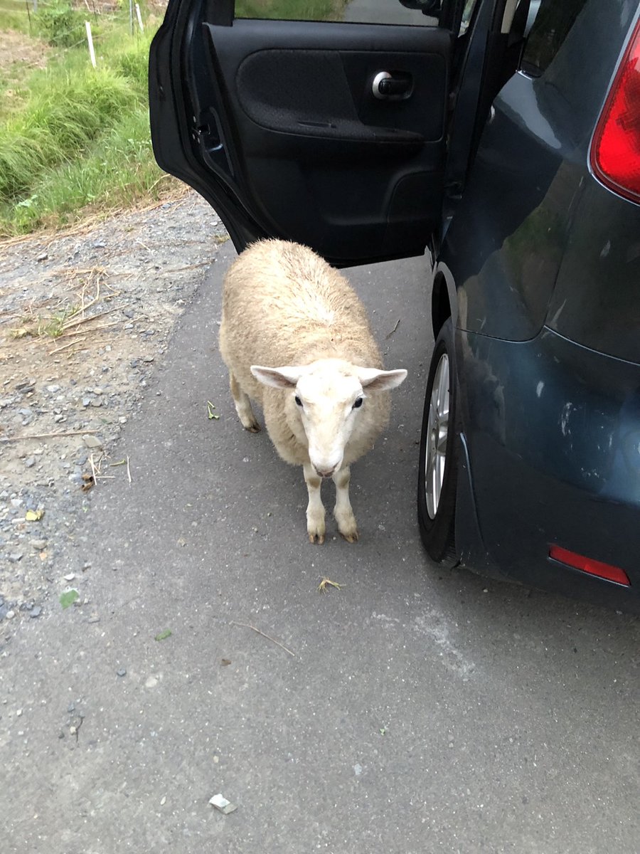 ご近所さんが来たのが嬉しくて脱柵する雄子羊。