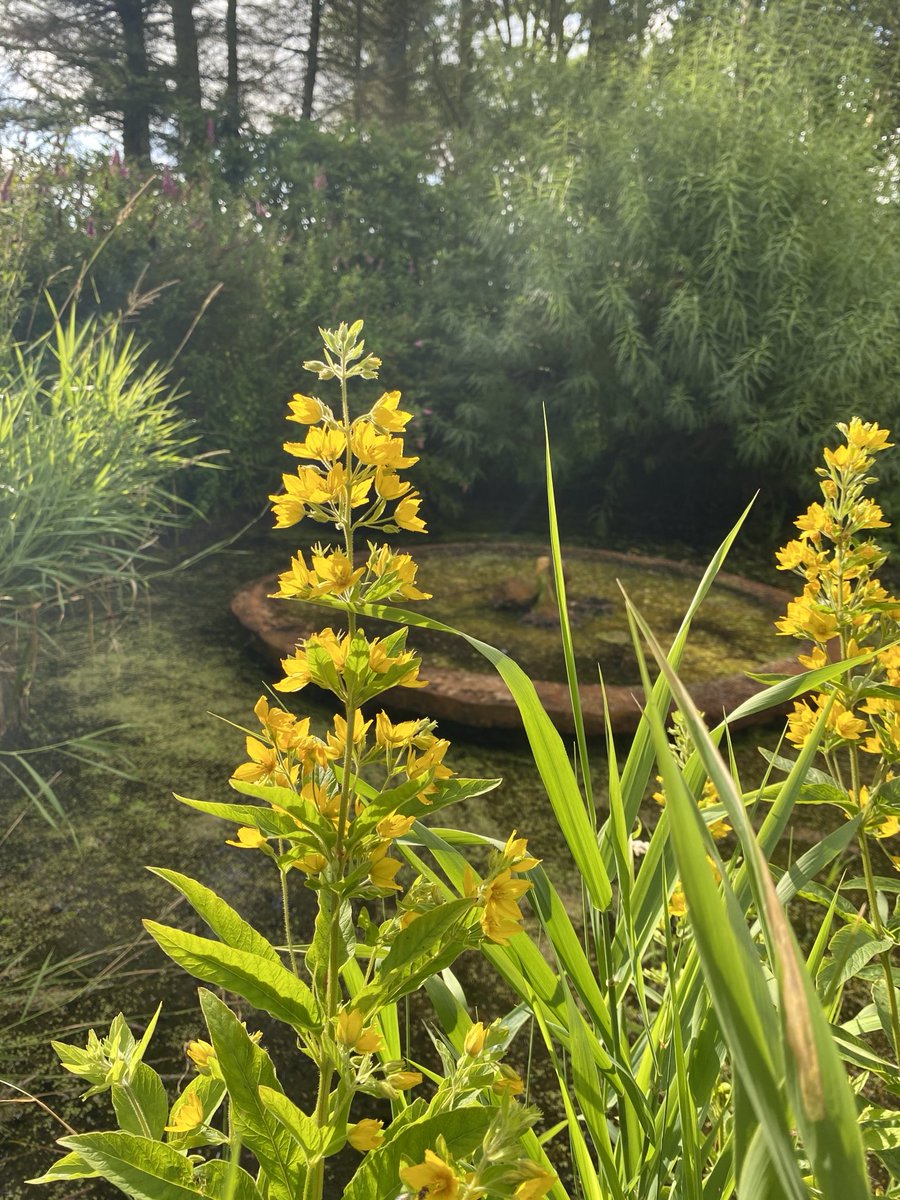 Down by the pond… #SundayYellow