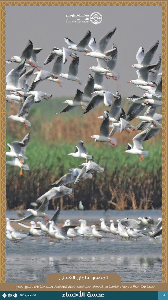 في عمق الطبيعة بالأحساء، تحلّق الطيور فوق المسطحات المائية مشهد يعكس التنوع البيئي في الأحساء. 

⁧⁧#هيئة_تطوير_الأحساء⁩
#عدسة_الأحساء
