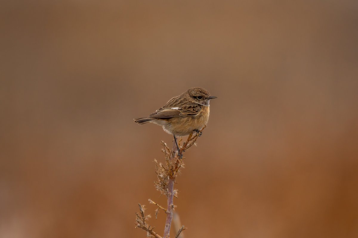 Taşkuşu
Mart 2025/Ankara