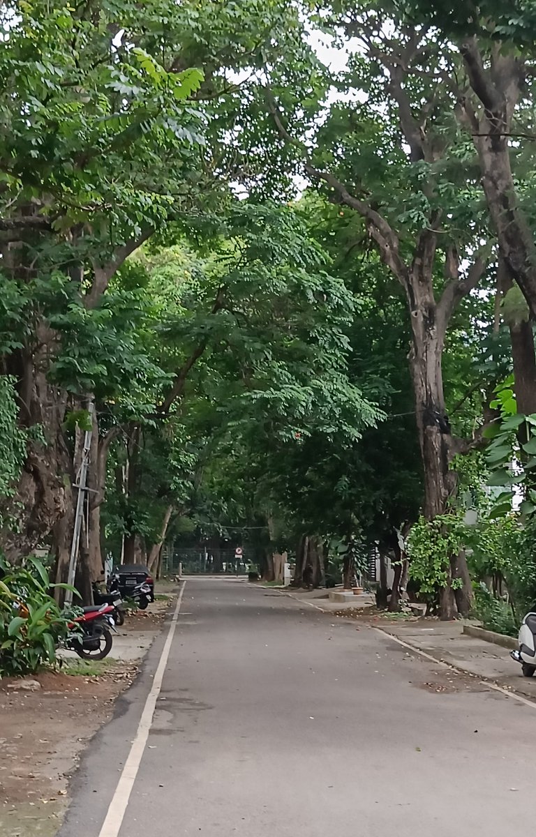 Bingo_mk's tweet image. Happy Sunday and Happy Friendship Day tree friends 🌿🌳🌿

#FriendshipDay2025 #friendship #Trees #Nature #treeday #treepeople #treetime #treeclub