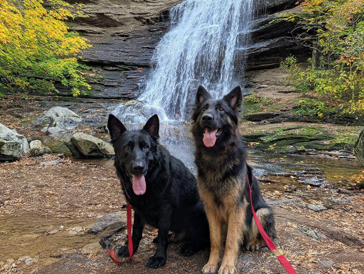 Just the dogs... #gsd #germanshepherd