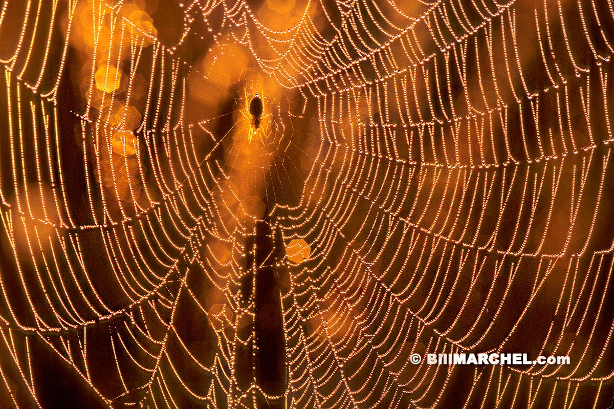 An orb-weaver spider and its intricate web containing diamond-like dew droplets are backlit on a clear calm morning shortly after sunrise. The webs are extremely delicate and collapse in the slightest breeze.