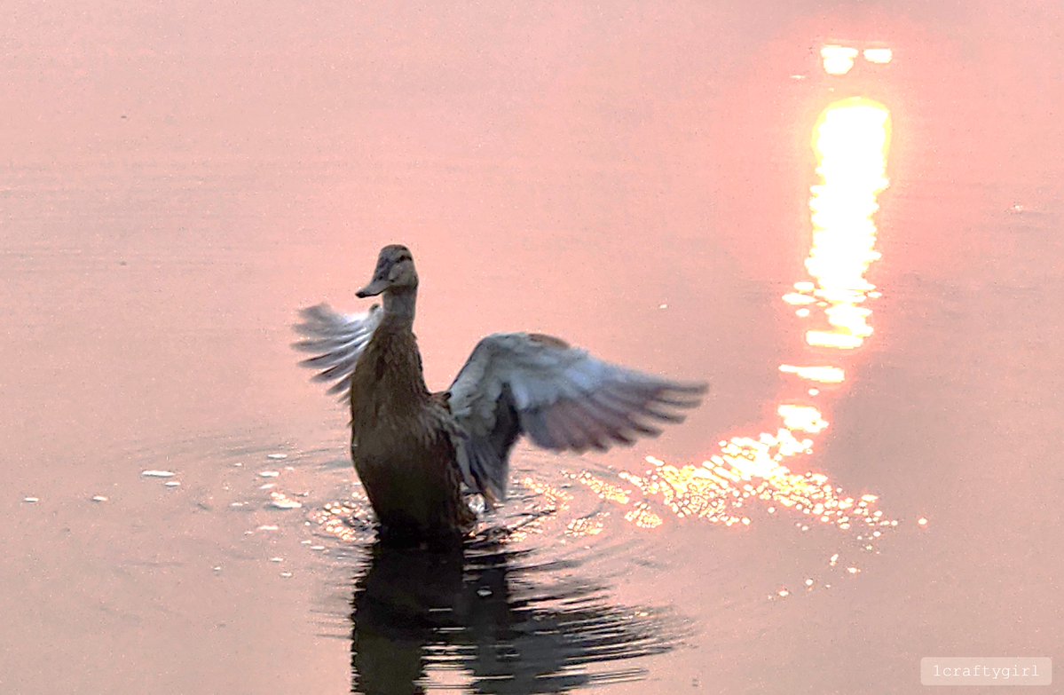 Sunday Funday!➨Spotted this duck gliding through waves of pink sunrise this morning. Snapped something fun or magical today? Drop it below &amp; share the good vibes! Happy Sunday – it’s still the weekend, friends!🥳