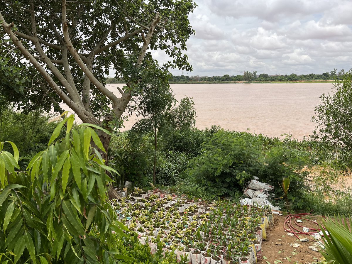 Barka da ranar dasa itace!  Bonne Fête de l’Arbre à tous les Nigériens.  Le Royaume-Uni 🇬🇧 soutien la plantation d’arbres 🌴au 🇳🇪, une contribution à la protection des terres et de l’air si importants pour la vie et le monde.  🌍🌳🌴🎋 #GoFarGoTogether