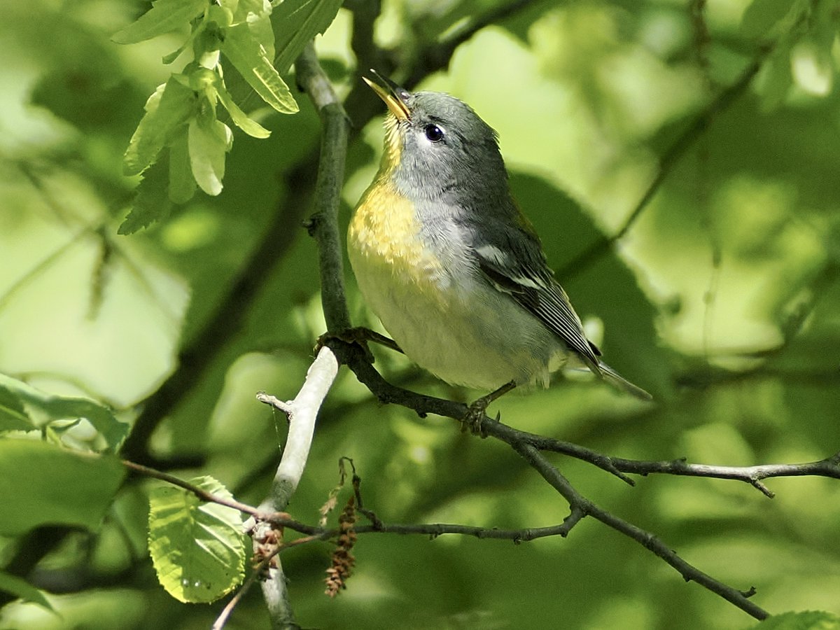 mawgdn's tweet photo. Before they are back, a Northern #Parula captured during spring migration in May #SundayYellow #birdwatching #BirdsSeenIn2025 https://t.co/eitDZg7rZO