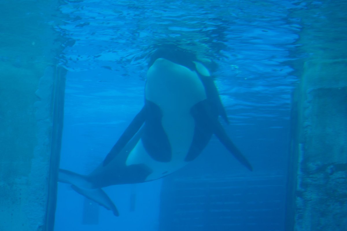 are_gt's tweet photo. 今年ほんとにたまたま名古屋港水族館行ってまた行こうと思っていたから悲しいなあ。
命にはいつかがあるから会いに行こうの気持ちを先送りにするとほんとに後悔ばかり。 https://t.co/kkt7eThxuK