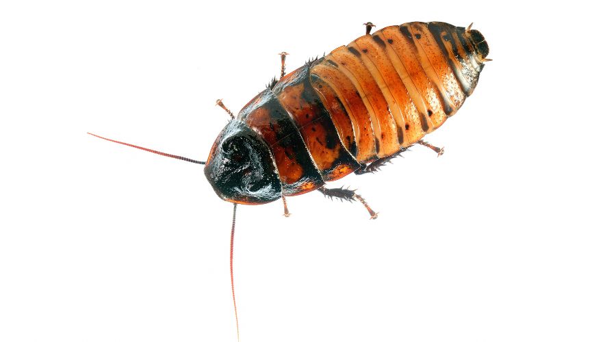 AssemblyMag1's tweet image. Researchers at Nanyang Technological University, Singapore (NTU Singapore) have unveiled an AI-powered “factory line” that automates the creation of cyborg insects. Read the story. 🔗 assemblymag.com/articles/99472…

#AI #factoryline #cyborgs