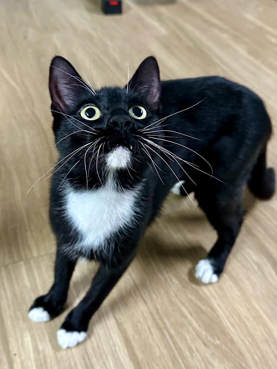She’s an amazing first time cat for someone looking for a companion with tons of personality and charm. She is located in Elkton, MD and you can apply for her at crits4cats.petfinder.com. Her fee has been waived! Come get her out of the shelter life! She wants a person SO bad!