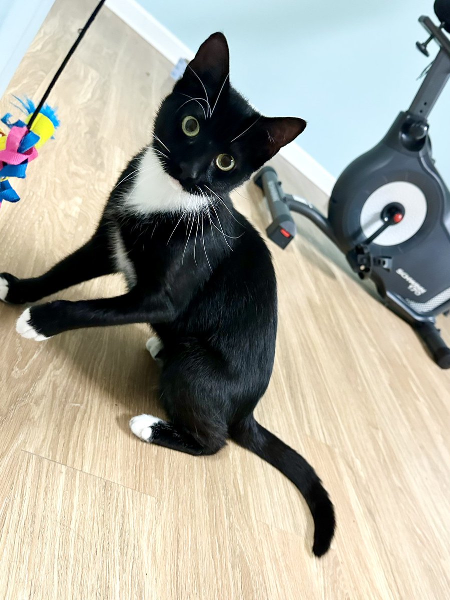 I ‘m sad we still haven’t had anyone adopt Violet. We thought we had a home, but they fell in love at first sight w/another great cat from our partner rescue, so she continues to languish. She is playful, funny, affectionate, the total package, she just needs to be the only cat.