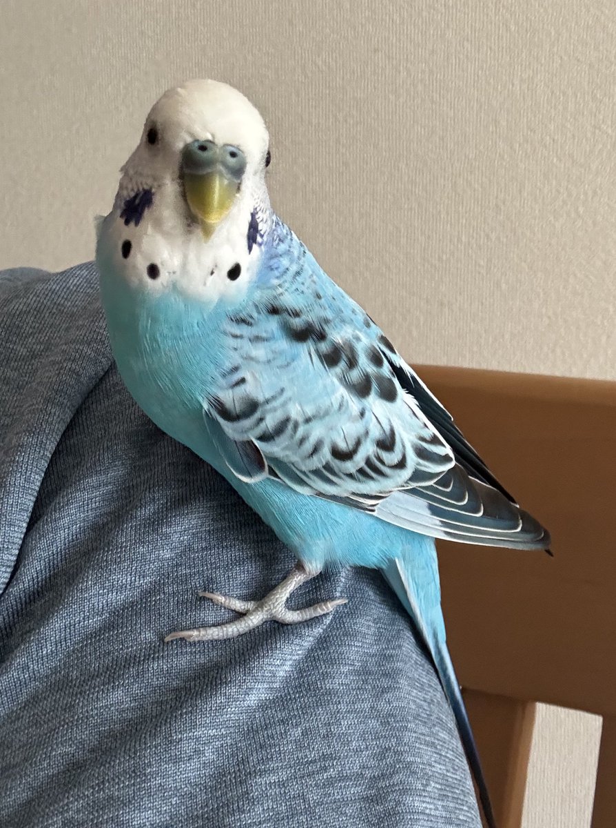 🦜くうちゃん🦜 (@kuu_channel222) on Twitter photo 