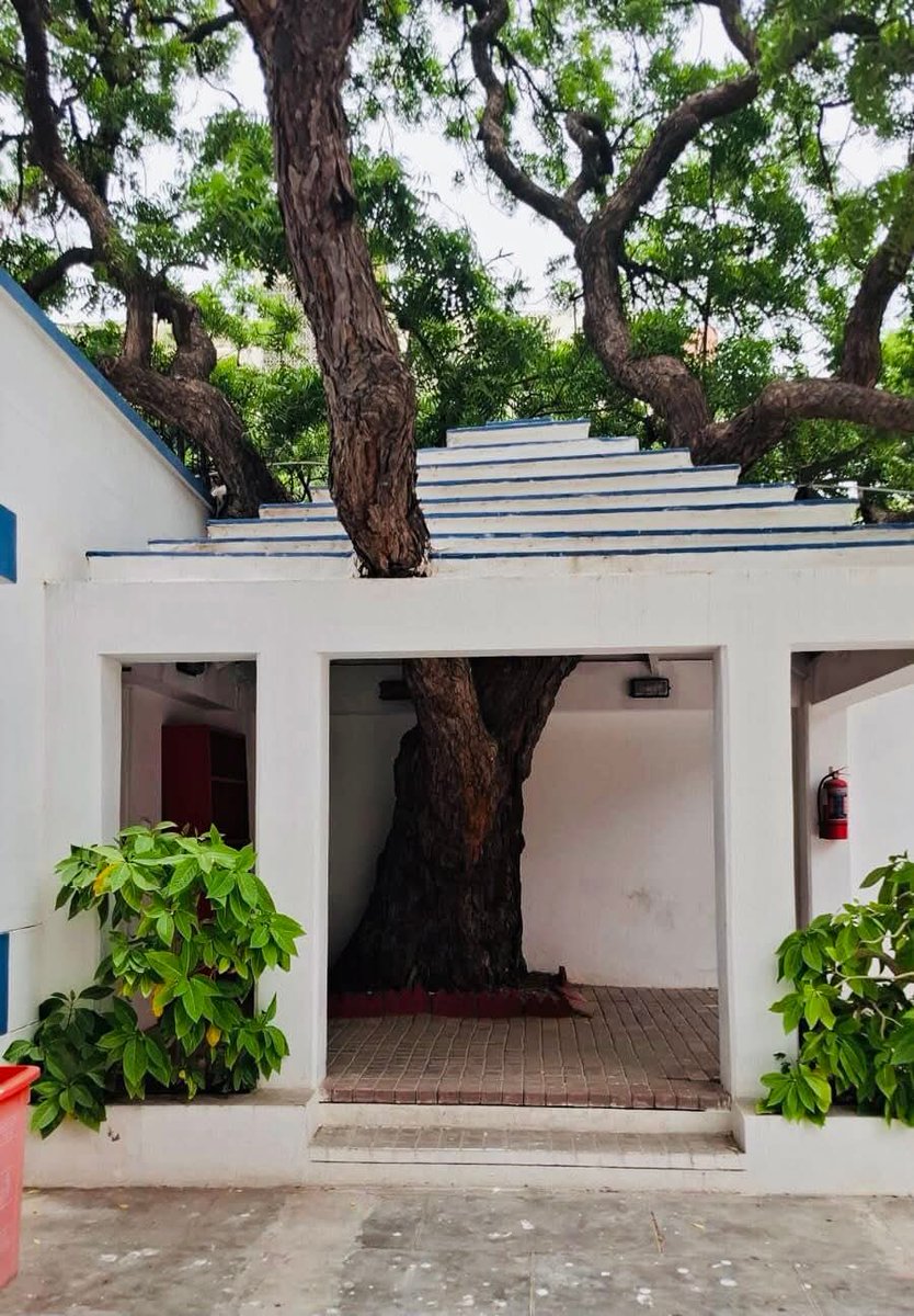 gmustafa1327's tweet image. SZABIST Karachi Campus📖

The trees understand us; they are our friends. The trees transmit positive energy; they recharge us. Never stop loving the trees. They give life to earth.

#TreeSafety🌳
#treeprotection🌲
#savetreesavelife🌴