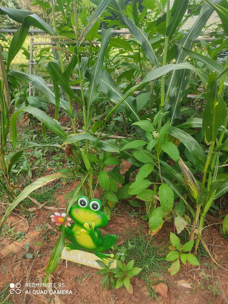 GypsyMoonSiren's tweet photo. Cute little frog watching over the corn this summer.......

#GardenersWorld #gardendecor #garden https://t.co/V6q6gKF4rO