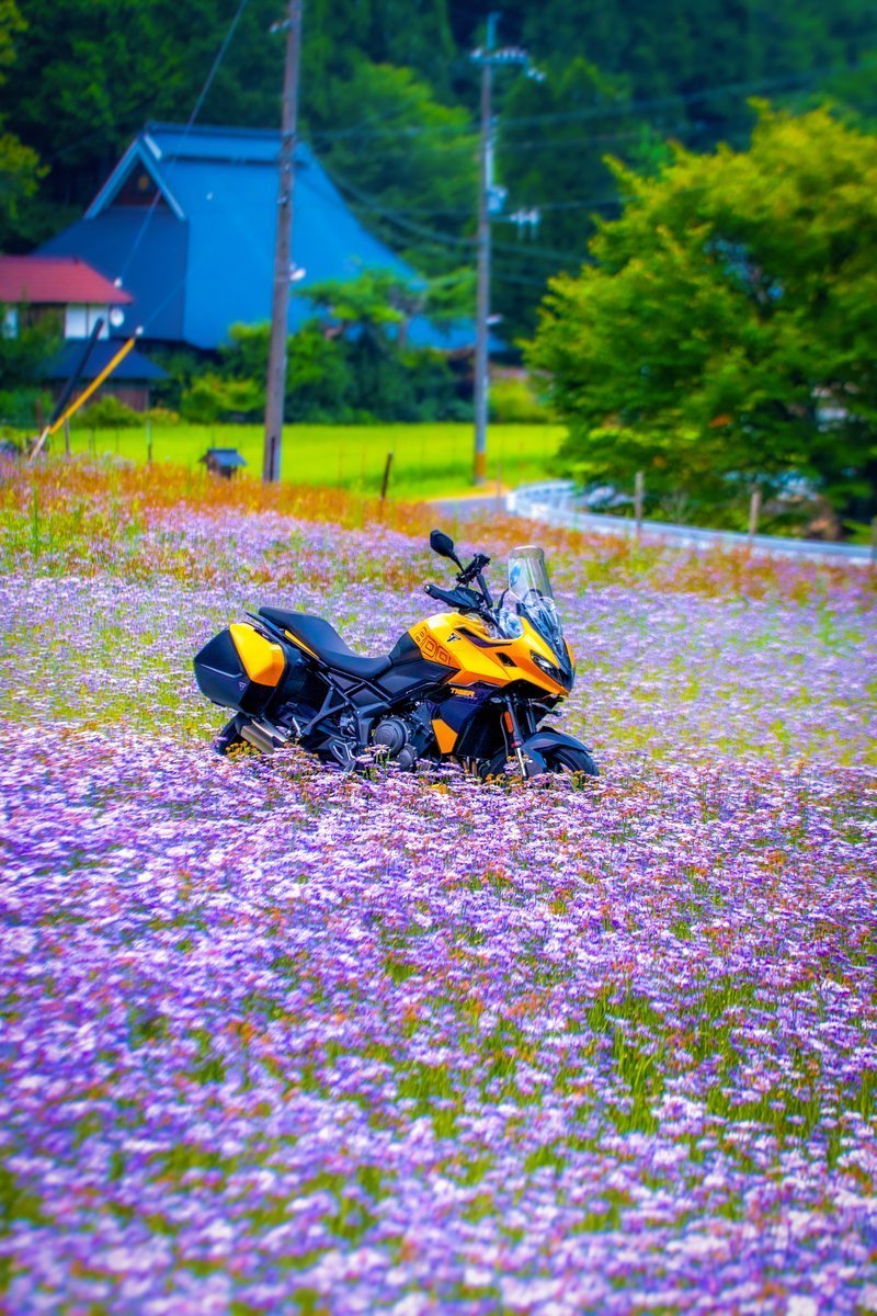 meteo1518's tweet image. #TRIUMPHが美しい
紫の絨毯🟣京都北山友禅菊🪻
朝3時に出発して撮影に行ってきた🏍️³₃𓂃

日の出前の方が紫のしっとり感が出るかも？と思って行ってみたけど
早起きして正解やった😆

見頃のタイミングで行くことができて良かった😊
#バイクのある風景