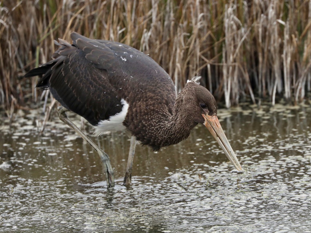 Tim Oakes tweet media