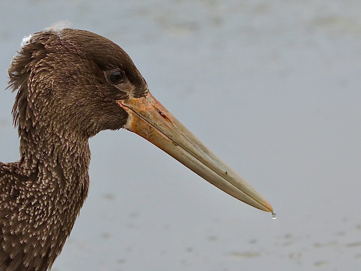 Tim Oakes tweet media