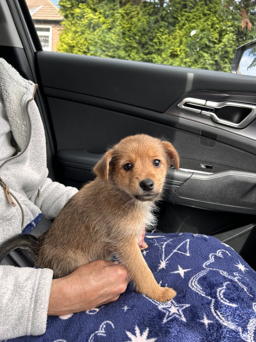 Happy Sunday! I’ve got an announcement. It’s 18 months since my OTRB day &amp; I think it’s about time M&amp;D have someone to share all that love with, so I’ve sent a little brother. Meet Leo!! Love you all my friends. 😊😊🐶🐶😇😇