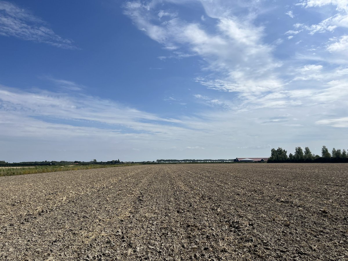 Rondje op de #akker. De bieten en knolselderij genieten van de gevallen regen. De tarwestoppel word meerdere keren bewerkt om onkruiden en slakken eitjes op te ruimen. #teelt25 #voorbereiding2026