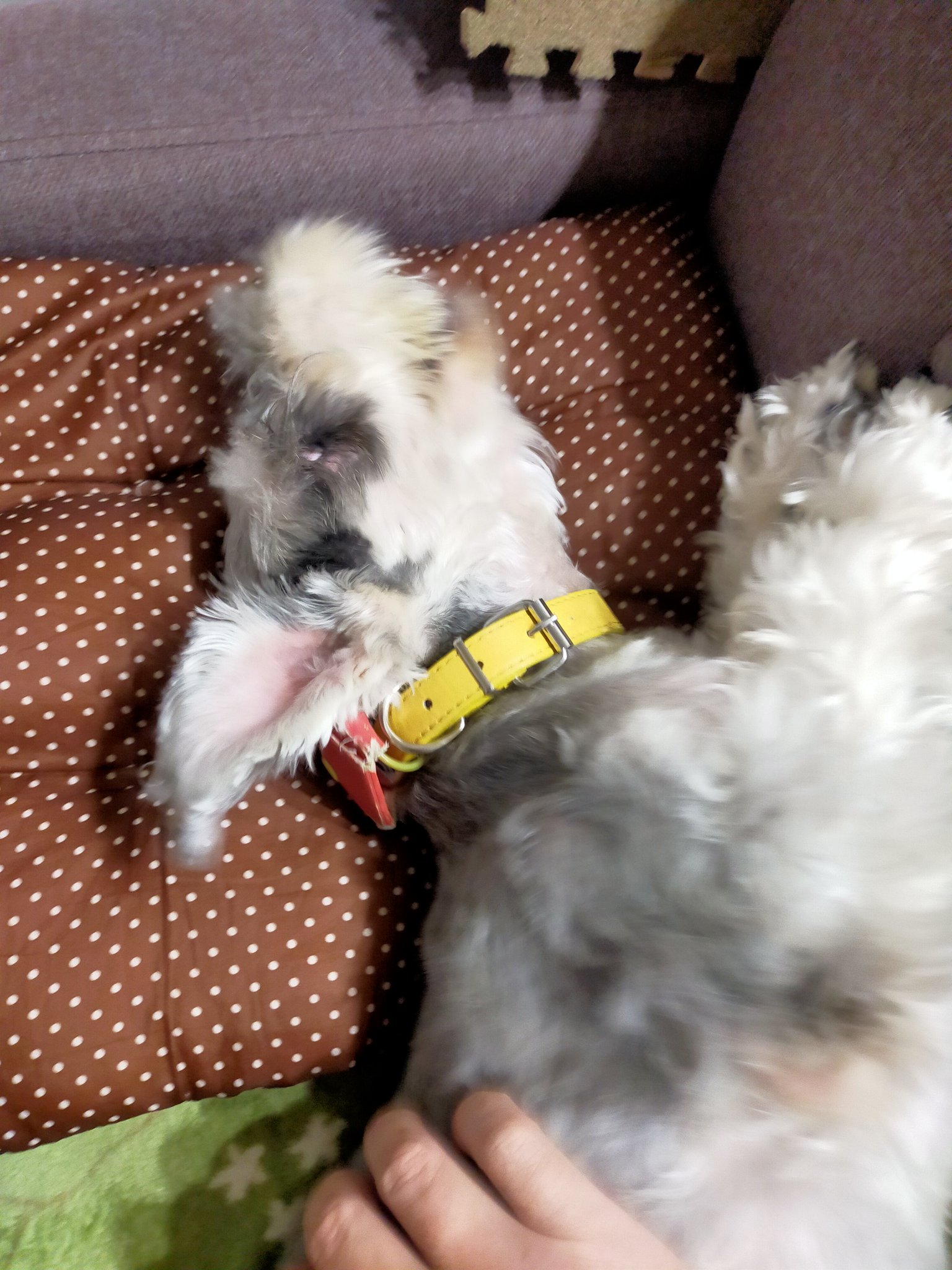 シュナウザー - Search / X