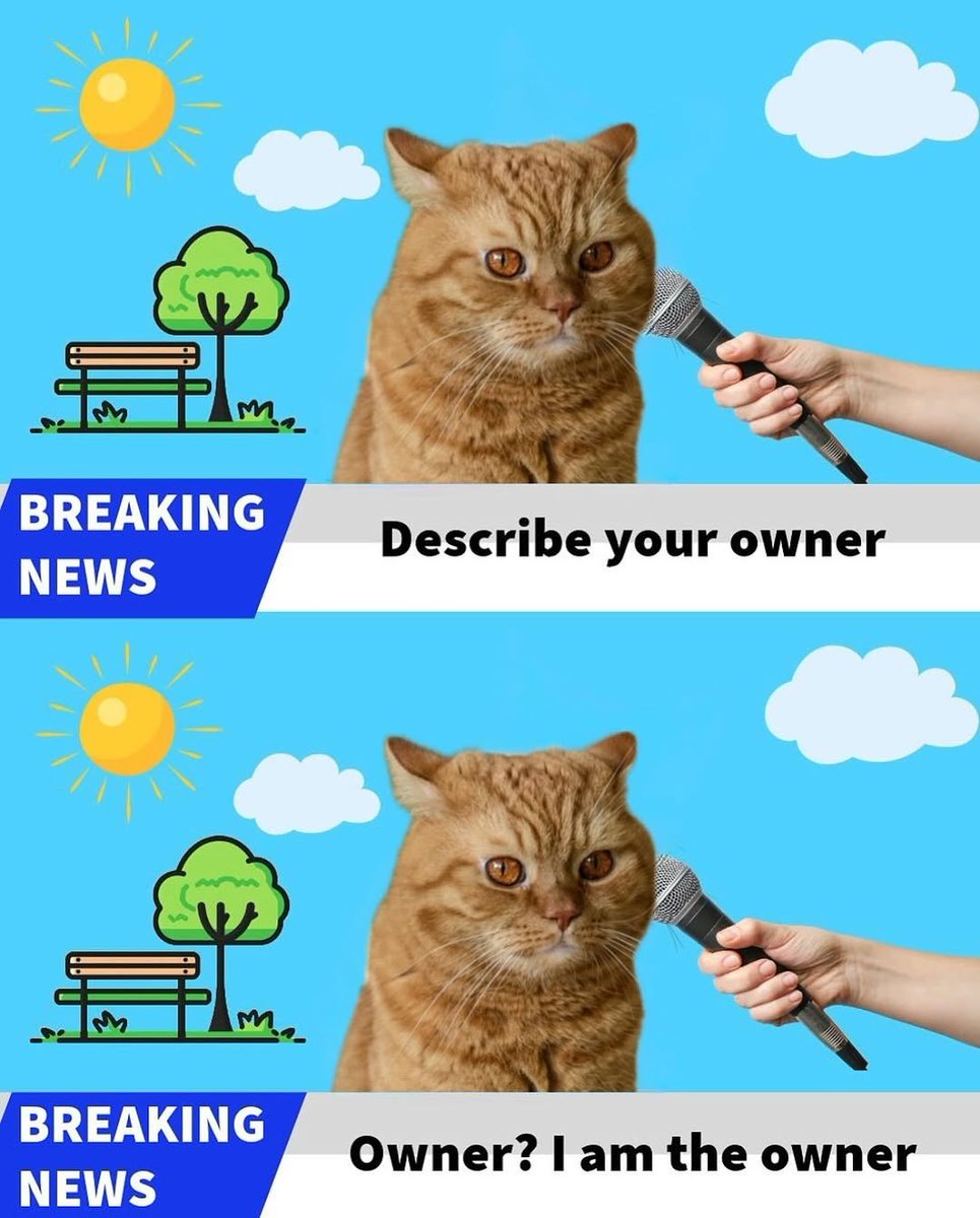 We don't deserve cats 😺 (@catsareblessing) on Twitter photo 