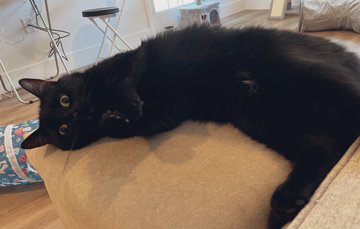 My study partner 🤓💻 wakes me up at 6 AM every day. 🥹 Happy Sunday! ☕