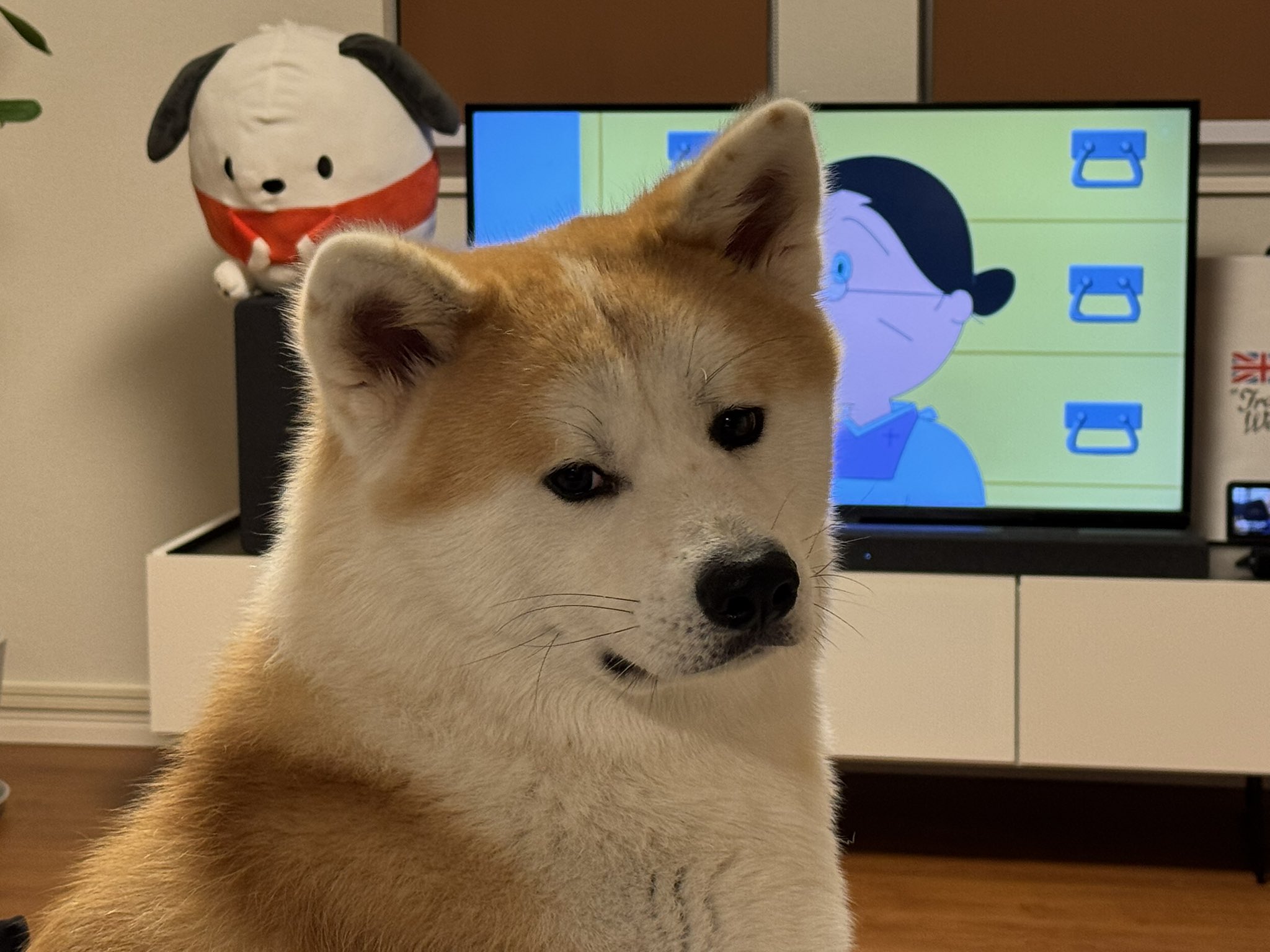秋田犬 小鉄🐕 on X: 
