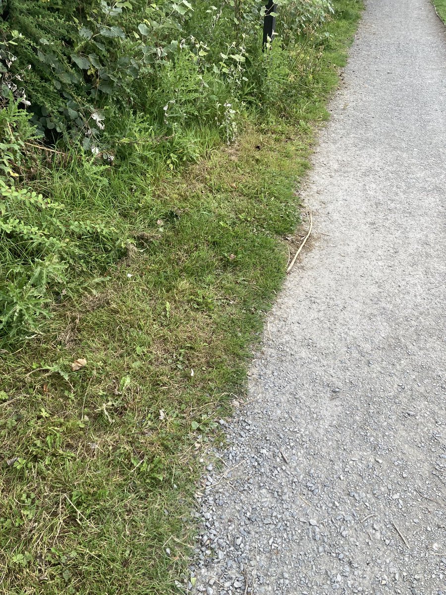 It was a jog in the park with the kids this afternoon for #ahpsactive <a href="/BIOS_Orthoptics/">BIOS</a> <a href="/WeAHPs/">WeAHPs 💙</a>