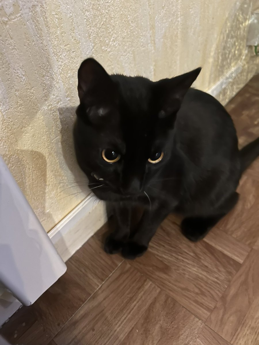 Ti Punch 🐈‍⬛ tweet media