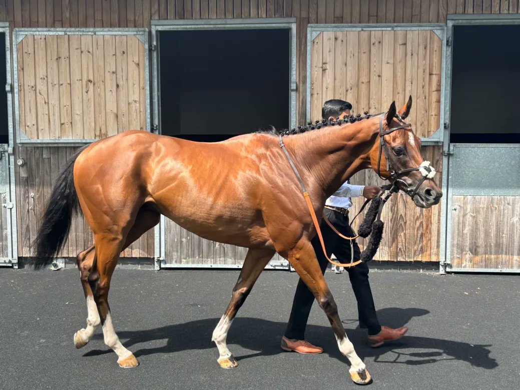 Racing Club (@racingclubvip) on Twitter photo 🎁RACEHORSE SHARE GIVEAWAY!🎁
🐴This time it's Karthon for <a href="/AndrewBalding2/">Andrew Balding</a>
1⃣ Follow us <a href="/Racingclubvip/">Racing Club</a>
2⃣ Retweet This Post
3⃣ Tag A Friend!
📣Winner announced a week today! 🎁RACEHORSE SHARE GIVEAWAY!🎁
🐴This time it's Karthon for <a href="/AndrewBalding2/">Andrew Balding</a>
1⃣ Follow us <a href="/Racingclubvip/">Racing Club</a>
2⃣ Retweet This Post
3⃣ Tag A Friend!
📣Winner announced a week today!