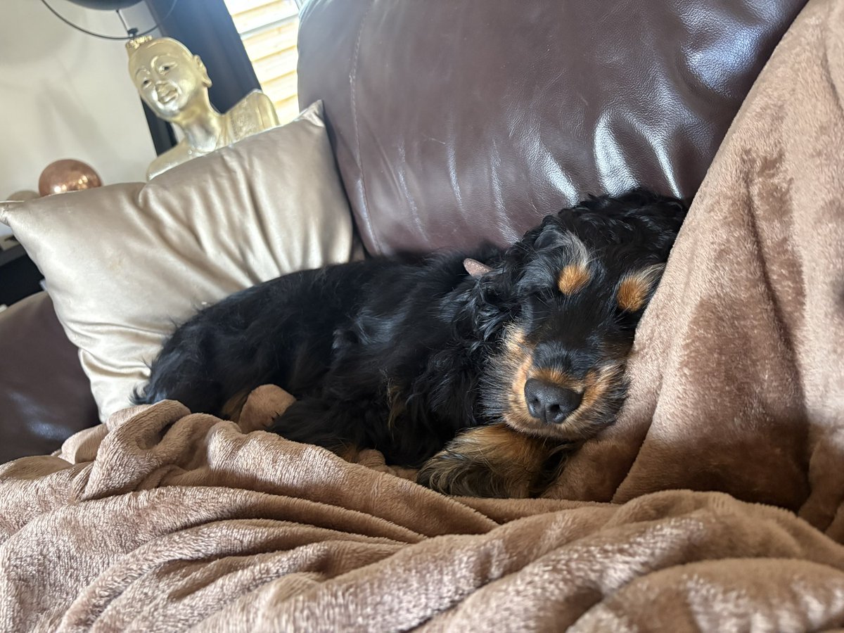 CarolineLasseel's tweet image. When the kids are gone and your girl is so exhausted 🤭 #Auntlife