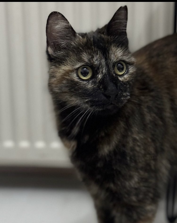 Cezve için adalet….

Bir gündü, bir evdi, o kedi 
Taş attı bütün kuyularıma. 
Durup-dururken dikenli uykularıma 
Ninniler söyledi.
Bu bir öykü idi; 
Ben mi anlattım, o mu dinledi. 
Saklamalı mıydı, ya da söylemeli mi;
Ne o ev vardı, ne o gün, ne de o kedi

Özdemir ASAF