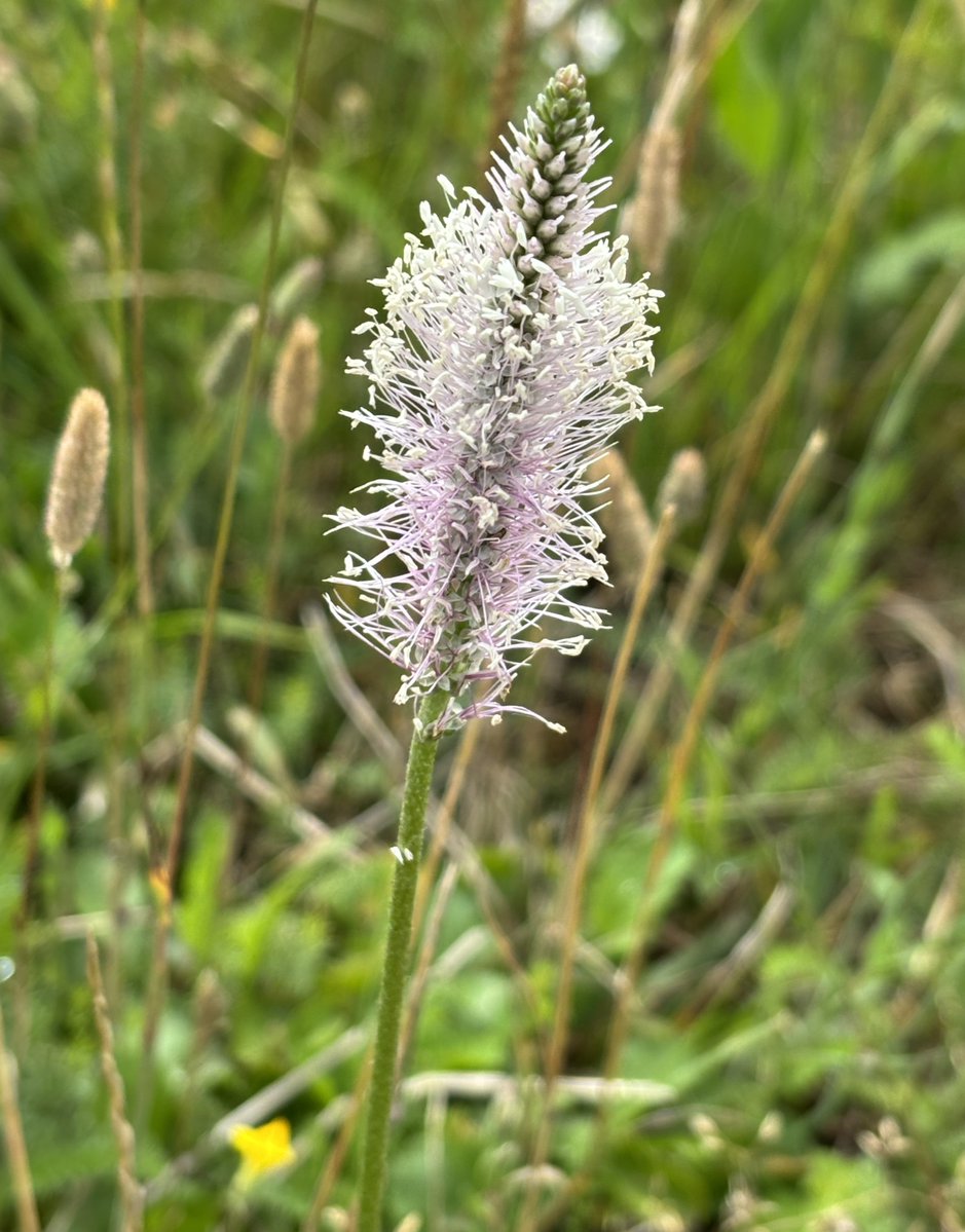 Lyn Edmonds (@edmondslyn) on Twitter photo Pleased to find this pretty Hoary Plantain flower, with its intricate spike of flowers, with long pinky-purple stamens and white anthers which made it noticeable in a field in Wandlebury, Cambridgeshire this week
#HoaryPlantain #WildflowerHour <a href="/wildflower_hour/">wildflowerhour</a> <a href="/BSBIbotany/">BSBI: Botanical Society of Britain & Ireland</a> Pleased to find this pretty Hoary Plantain flower, with its intricate spike of flowers, with long pinky-purple stamens and white anthers which made it noticeable in a field in Wandlebury, Cambridgeshire this week
#HoaryPlantain #WildflowerHour <a href="/wildflower_hour/">wildflowerhour</a> <a href="/BSBIbotany/">BSBI: Botanical Society of Britain & Ireland</a>