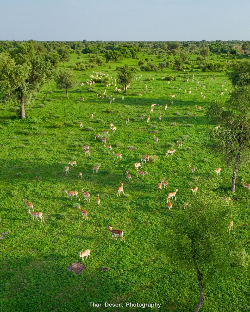 bvishnoi29's tweet image. दोस्ती उस पेड़ जैसी होती है,
जो छांव भी देता है और फल भी,
बस निभाने वाला होना चाहिए —
वरना आजकल तो नाम के यार हज़ार मिलते हैं।

#FriendshipDay 
#FriendshipDay2025   #FriendsForever