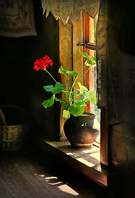 JimBeattie18's tweet photo. "Where flowers bloom
So does hope."....... Lady Bird Johnston. https://t.co/ijjJTujViT