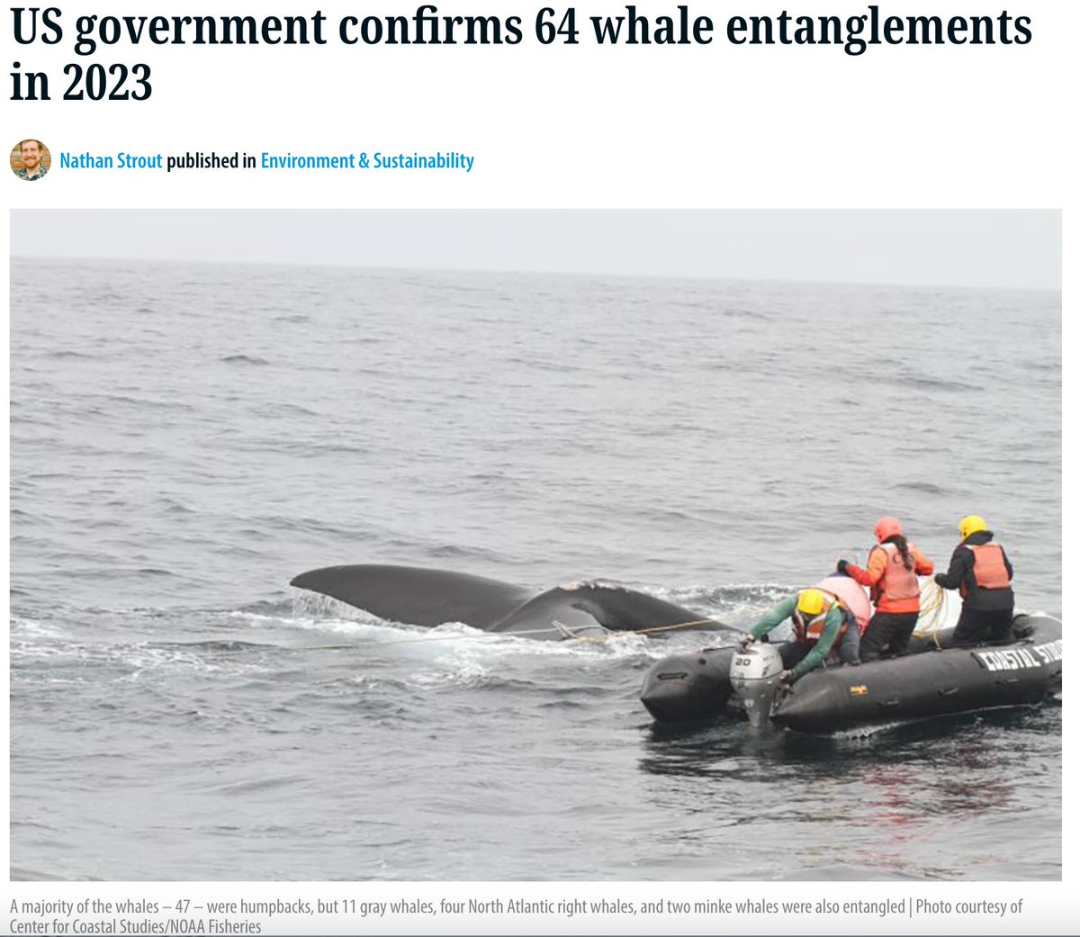 Seasaver's tweet photo. U.S. government confirms 64 whale entanglements in 2023. 🇺🇸 🐳

“Entanglements in fishing gear represent a continued threat to the welfare &amp; recovery of many species. Entanglements involving endangered whales have significant impacts on population.” NOAA  
https://t.co/csymSrTeIH https://t.co/pT7Gxb29xY